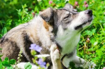 What Are the Signs of Allergies in Pets, and How Can I Help?